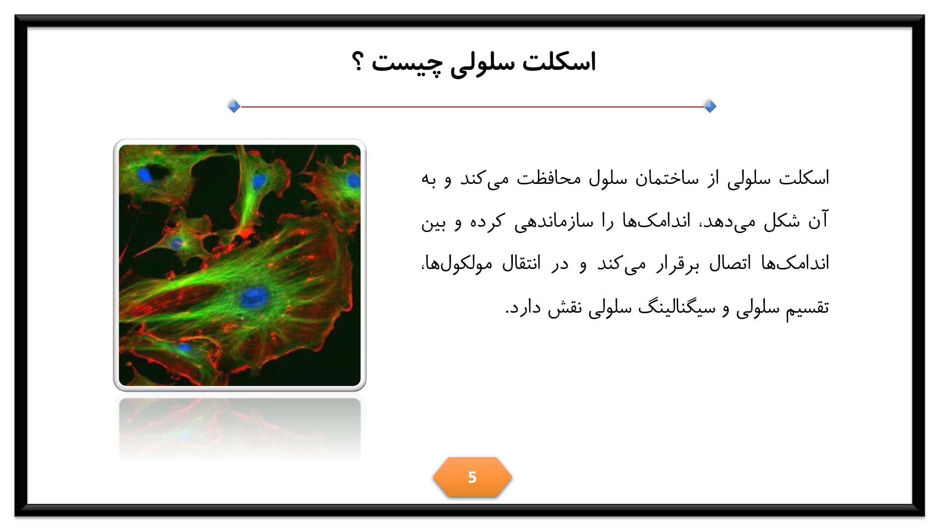 پاورپوینت در مورد اسکلت سلولی 